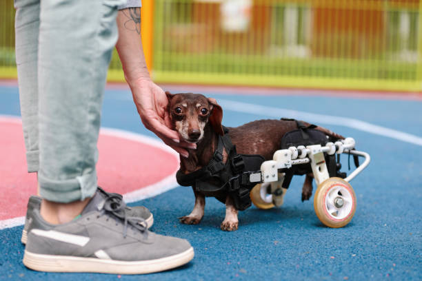 A Comprehensive Guide to Pet Lifting Aids for Disabled Animals