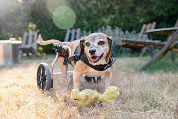 The Role of Lifting Aids in Senior Pet Care