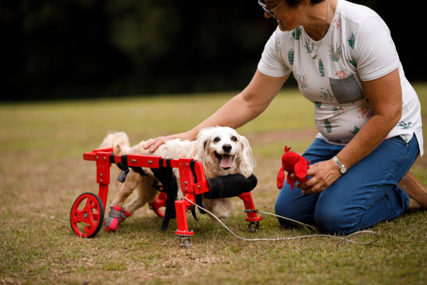How to Care for Senior Dogs Using Lifting Straps
