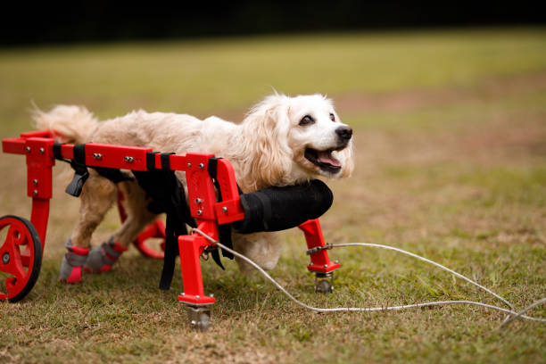 How Pet Lifting Aids Support Senior Pets with Mobility Challenges