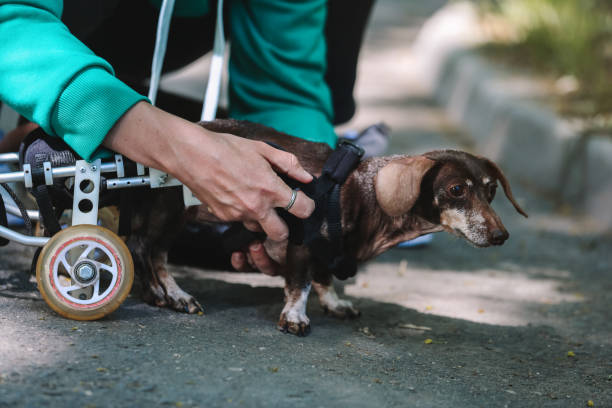 The Benefits of Pet Lifting Aids for Recovering Animals