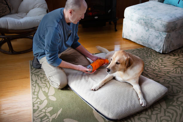 DIY Dog Lifting Aids: Effective Solutions and Common Pitfalls