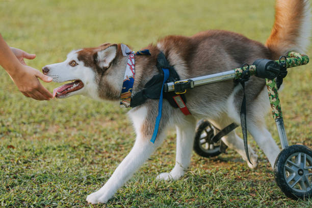 Choosing the Best Lifting Aid for Your Pet’s Size and Needs