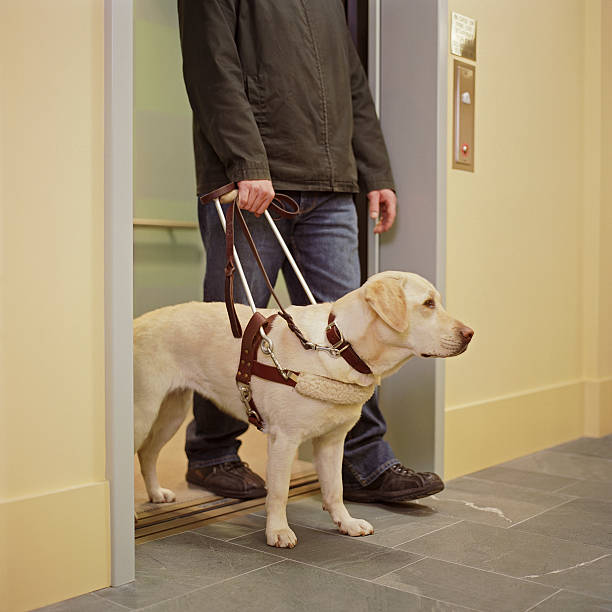Lifting Aids for Pets with Arthritis or Joint Pain: A Caregiver’s Guid ...