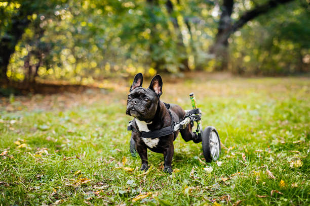 Using Lifting Aids for Post-Surgery Pet Rehabilitation