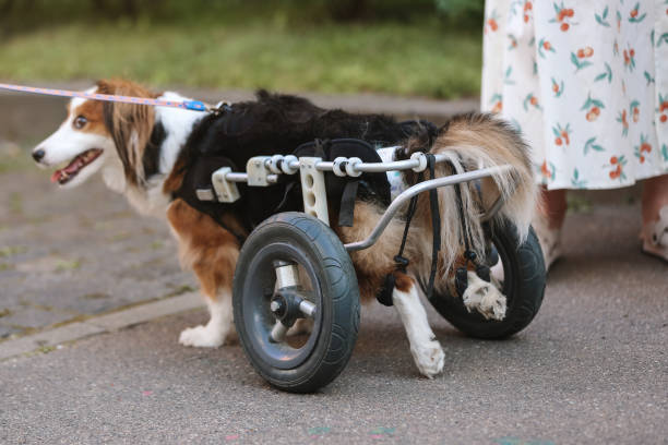 Step-by-Step Instructions for Using Dog Lifting Aids Safely – Lifteze