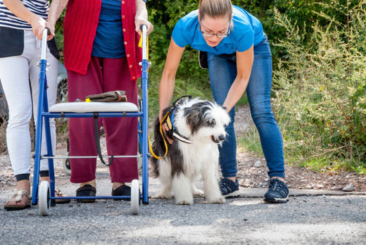 Caring for Disabled Pets: A Guide to Lifting Straps