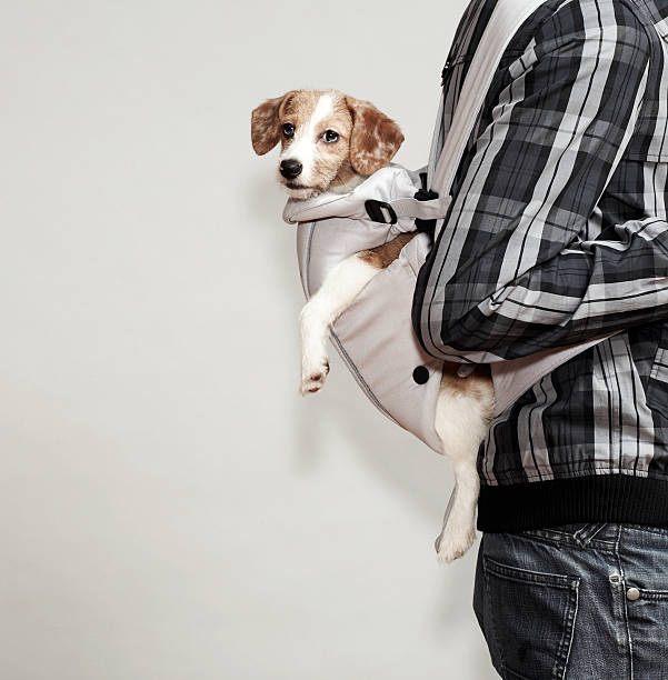 How to Lift Small Dogs Without Causing Discomfort