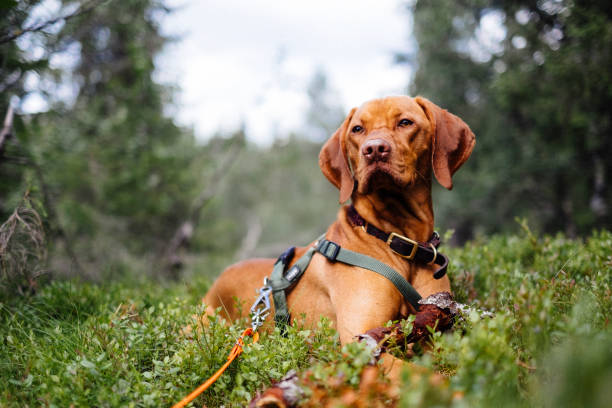 A Guide to Dog Harnesses and Lifting Straps for Mobility Support