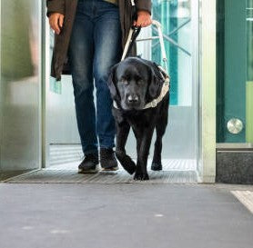 UNDERSTANDING THE DIFFERENT TYPES OF LIFTING AIDS FOR DOGS AND CATS ...