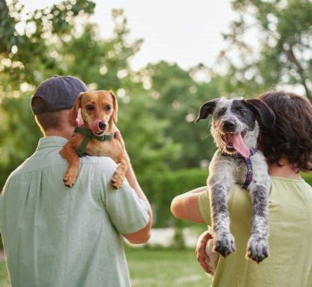 PREVENTING INJURIES: HOW TO LIFT PETS PROPERLY AND SAFELY