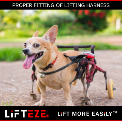 HOW TO PROPERLY FIT A LIFTING HARNESS FOR MAXIMUM COMFORT AND SUPPORT
